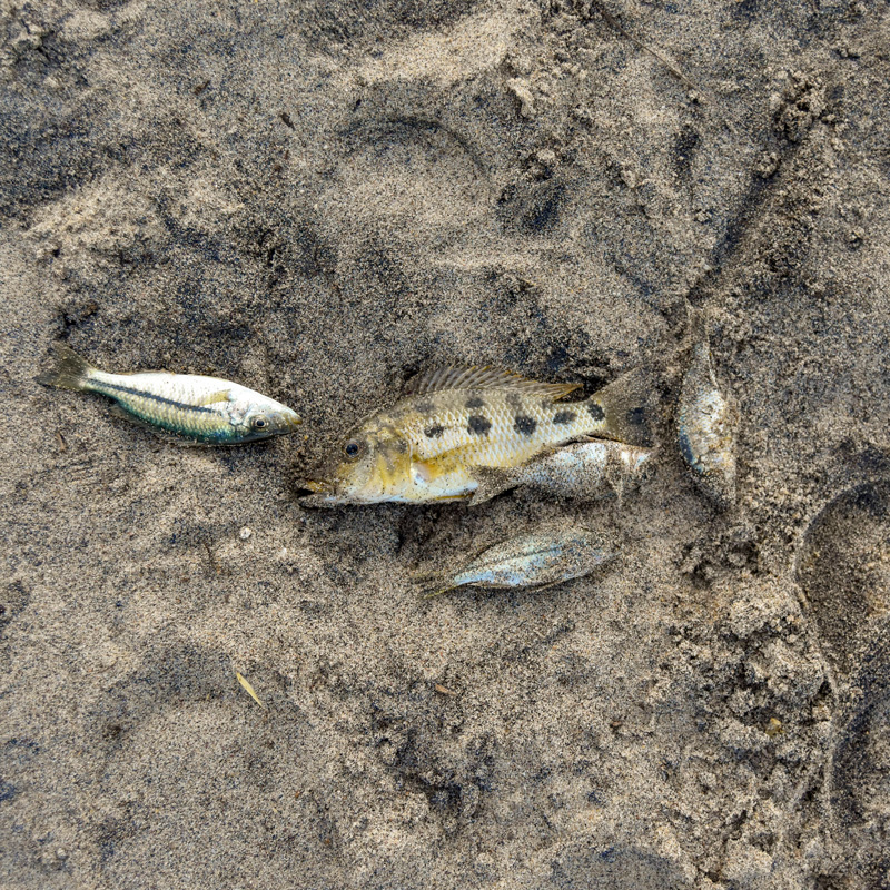 cichlids left on the beach