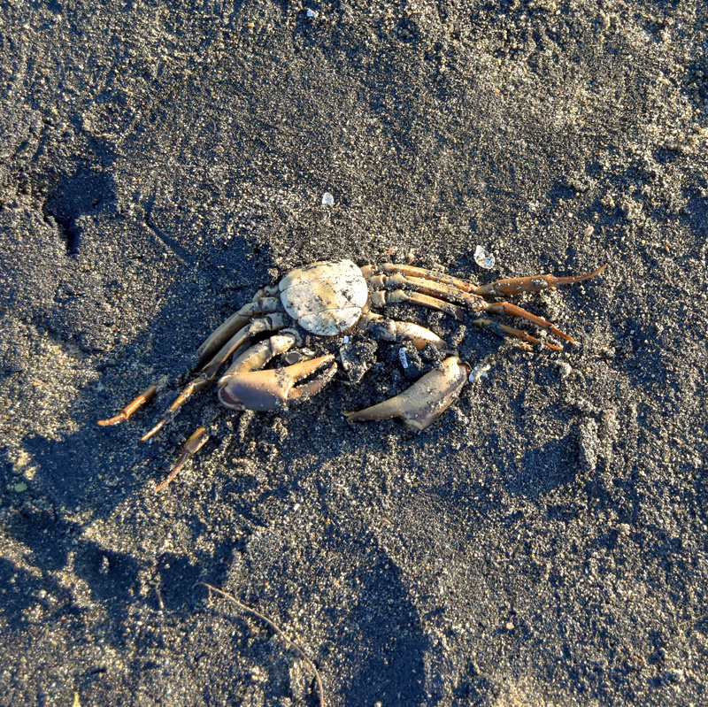  crab lies dead on the beach