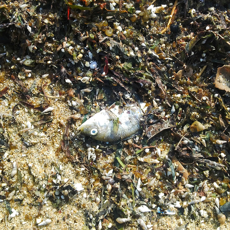 fish washed up dead on the beach together with shells