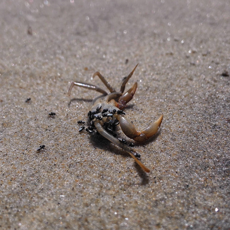 dead crab eaten by ants