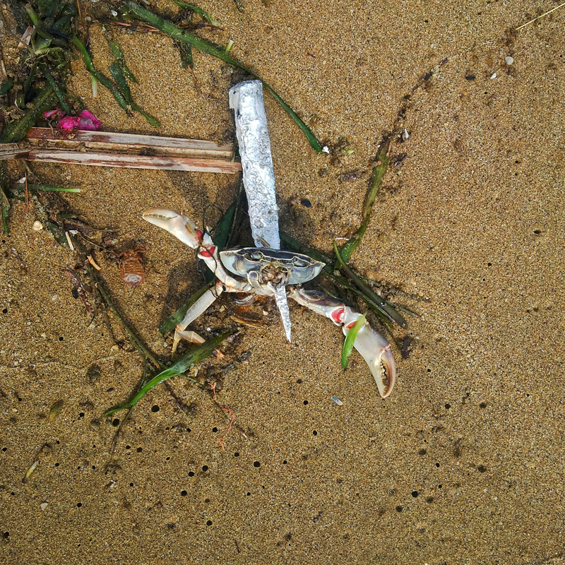 This crab met a pointed end