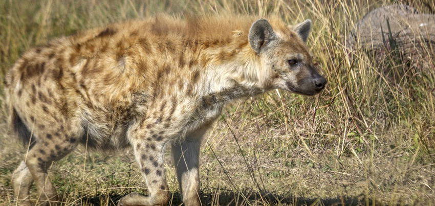 Lilongwe's urban hyenas