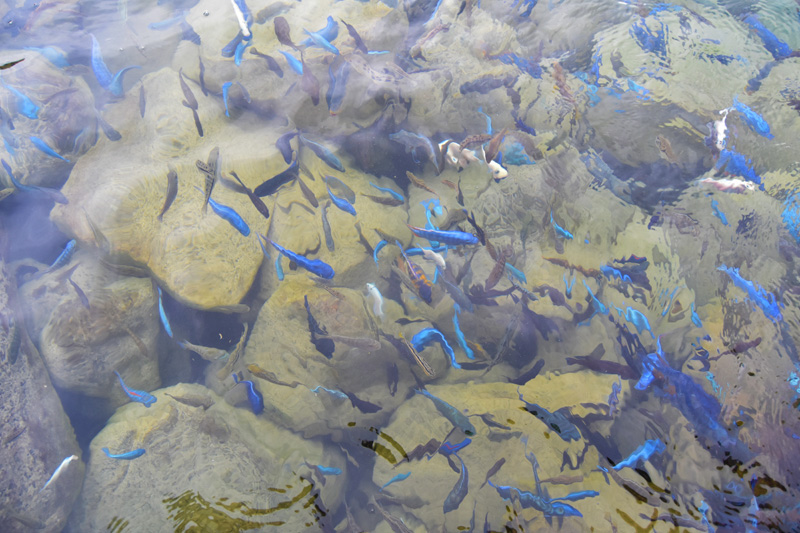 Cichlid fish in Lake Malawi