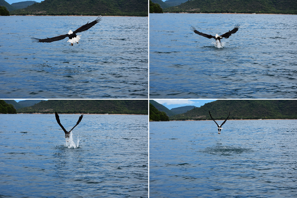 African fish eagle on Lake Malawi