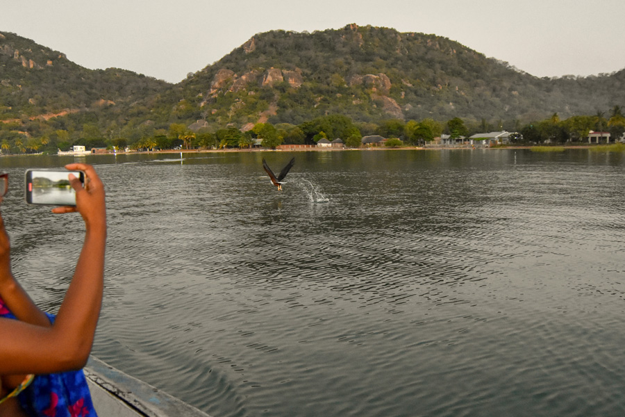 A fish eagle makes a last catch of the day