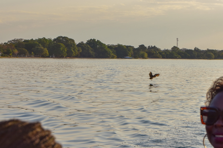 Hamerkop or Katawa, landing in Lake Malawi