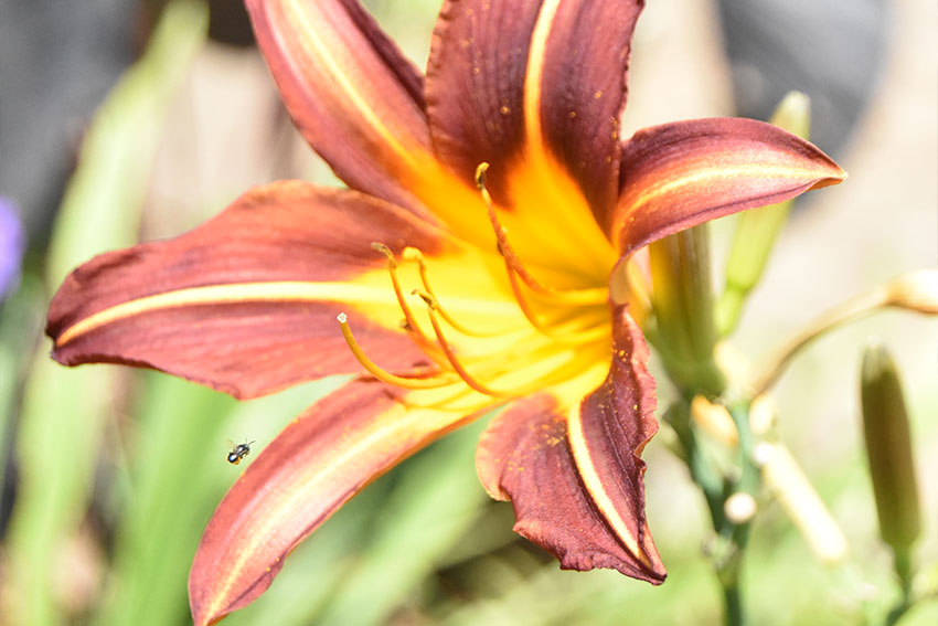 flowers, leaves and petals