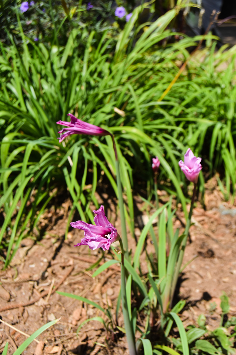 purple tulip