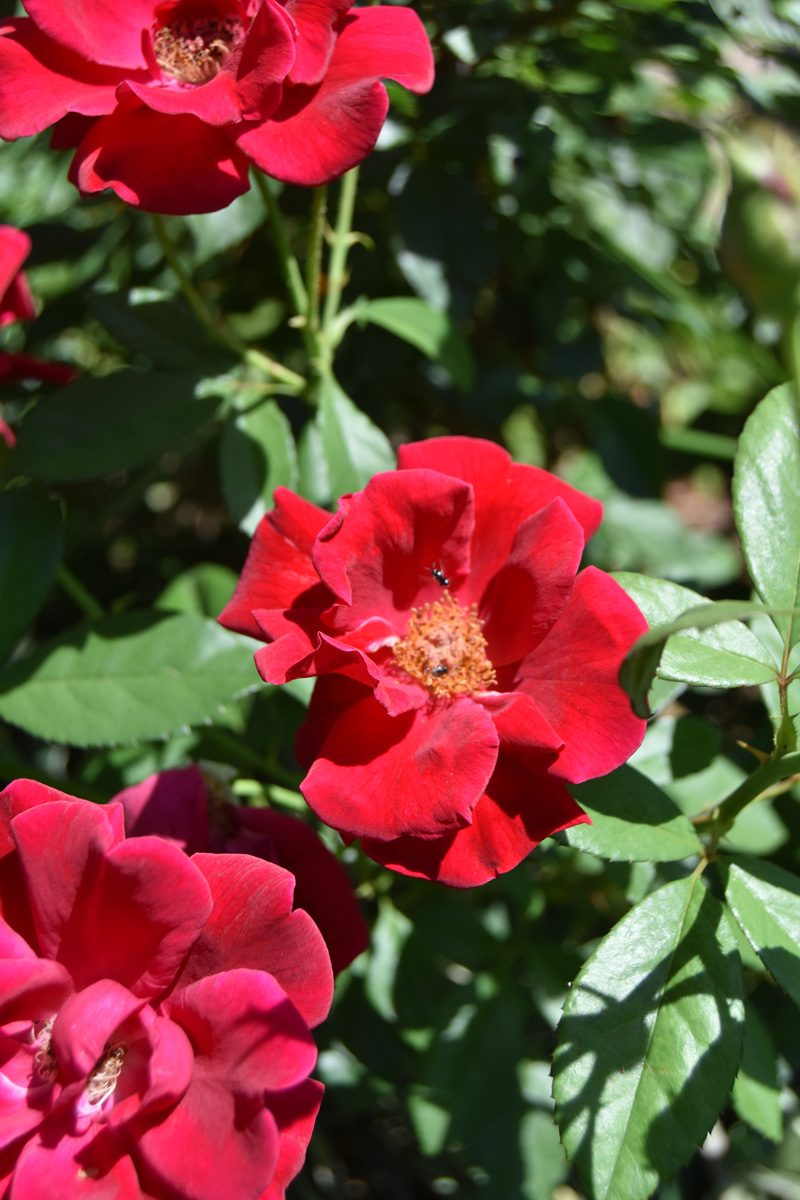 insects on red rose