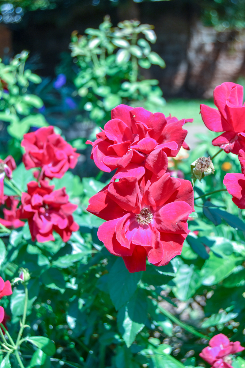 red roses