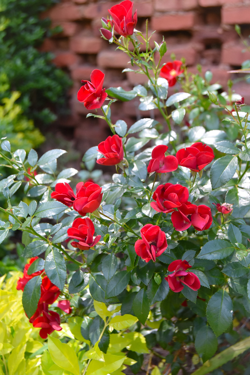 red roses