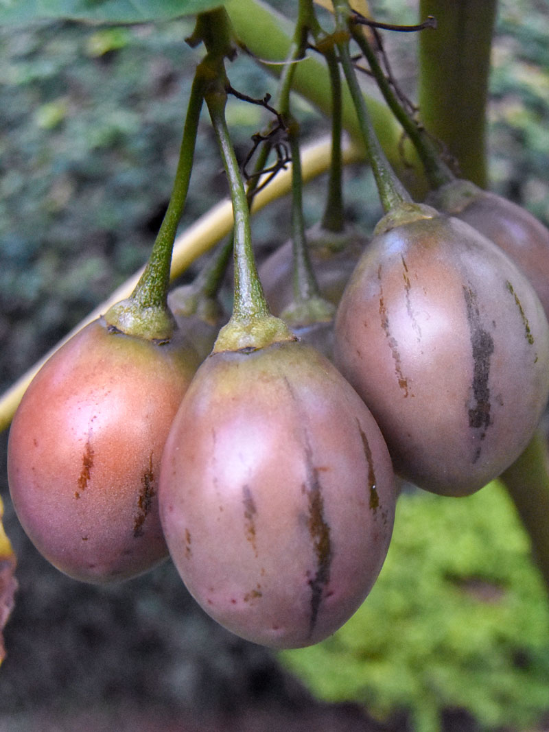 tree tomato