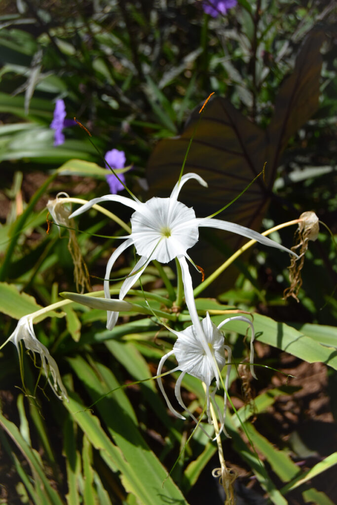 white flower