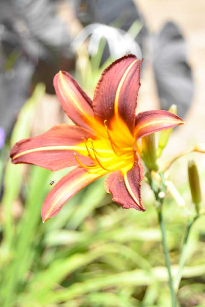 yelow and brown flower