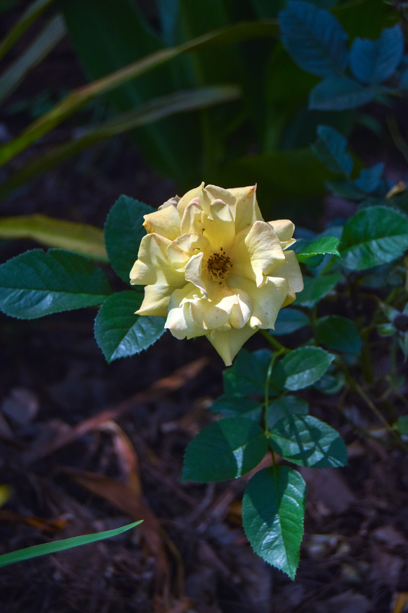 yellow rose