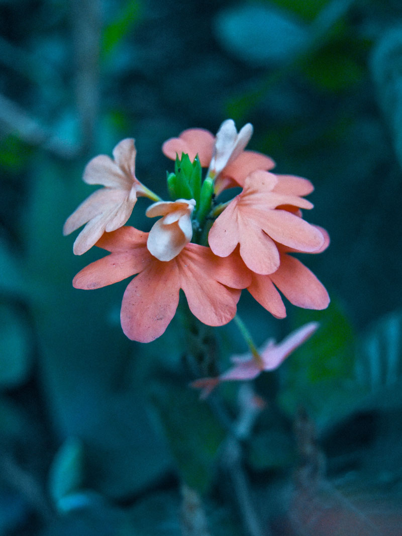 orange leaves and petals