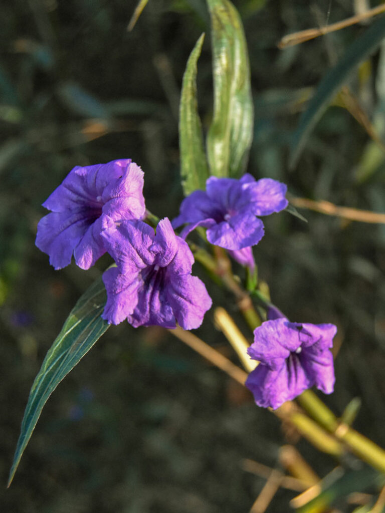 violet leaves and petals