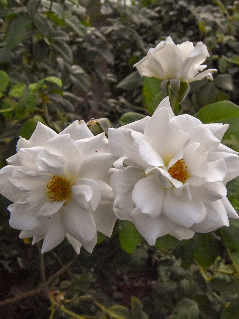 white rose leaves and petals