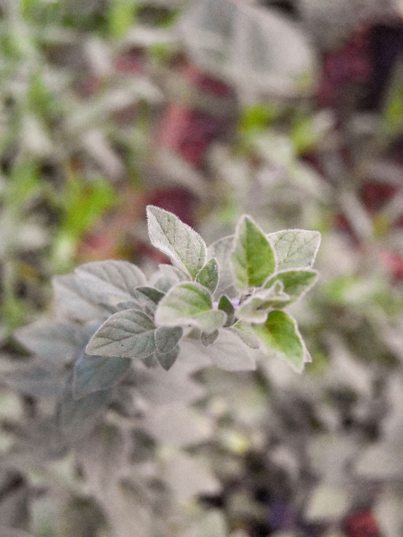 coriander