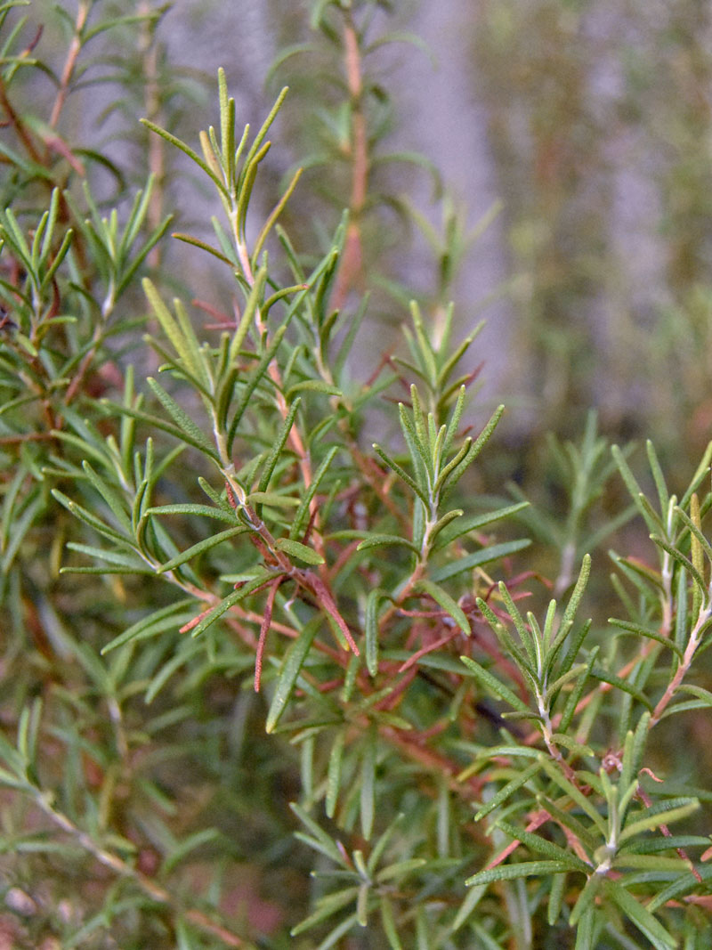 rosemary