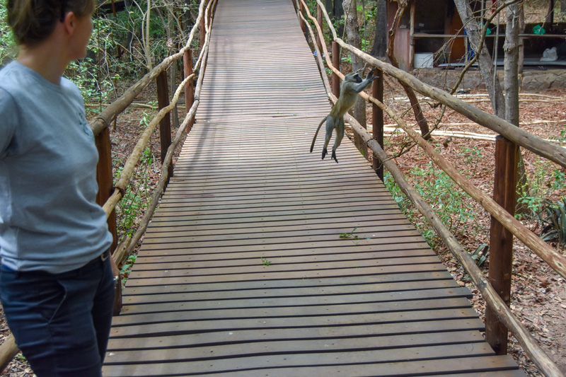 a monkey jumps onto a rail at Lilongwe Wildlife Centre