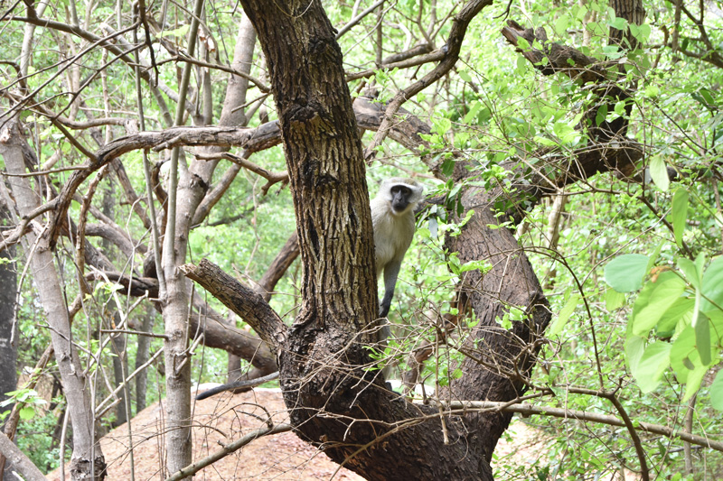 An inquisitive monkey in a tree at Lilongwe Wildlife Centre