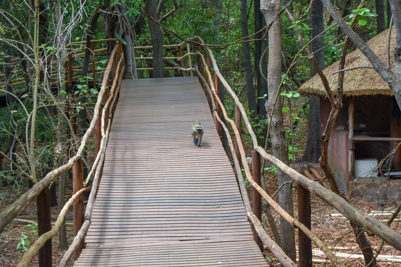 a monkey on the elevated broadwalk