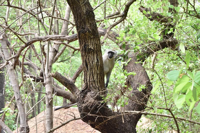 A curious monkey at Lilongwe Wildlife Centre