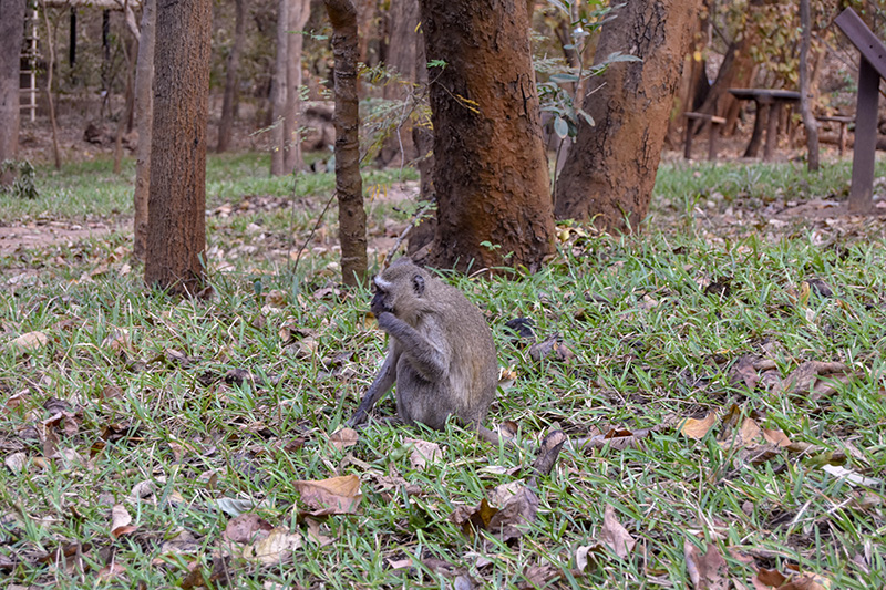 a monkey eating along the trails