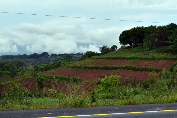 cultivated hills in Mzuzu