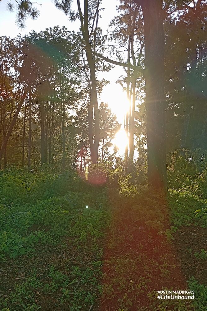 early morning sun shining through the Zomba Mountain forest