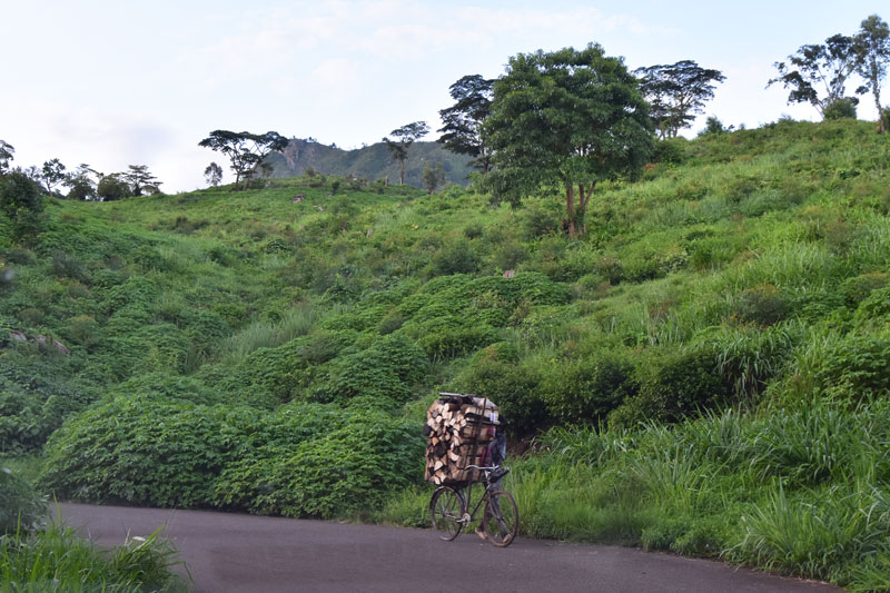 Firewood zomba plateau