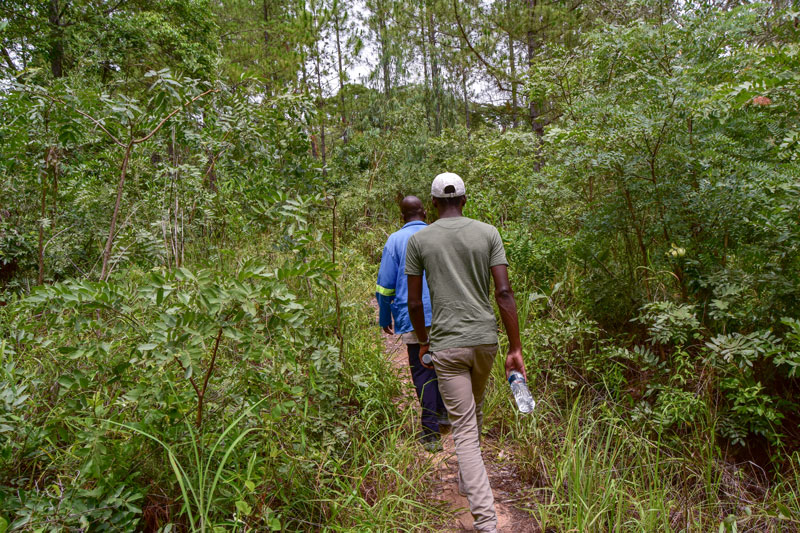 footpath in dzalanyama reserve