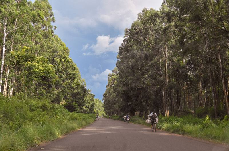 mulanje tea plantation forest