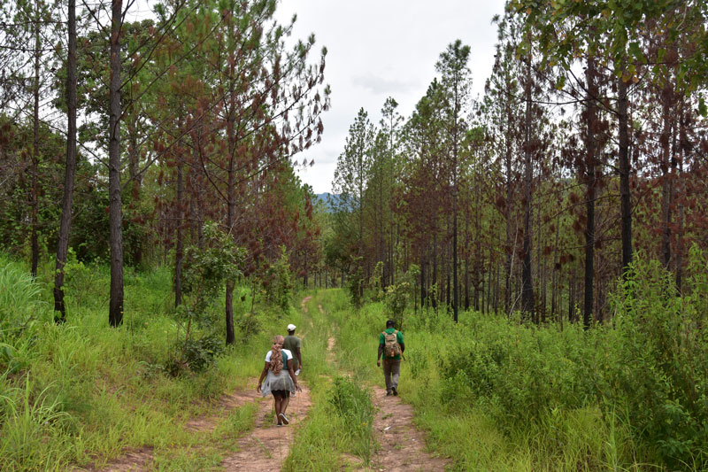 pine plantation in the reserve