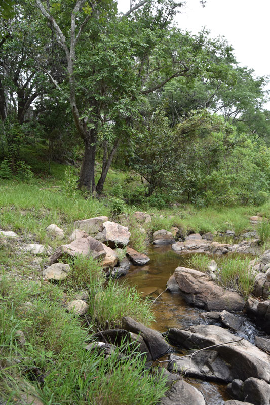 a clear stream in the reserve