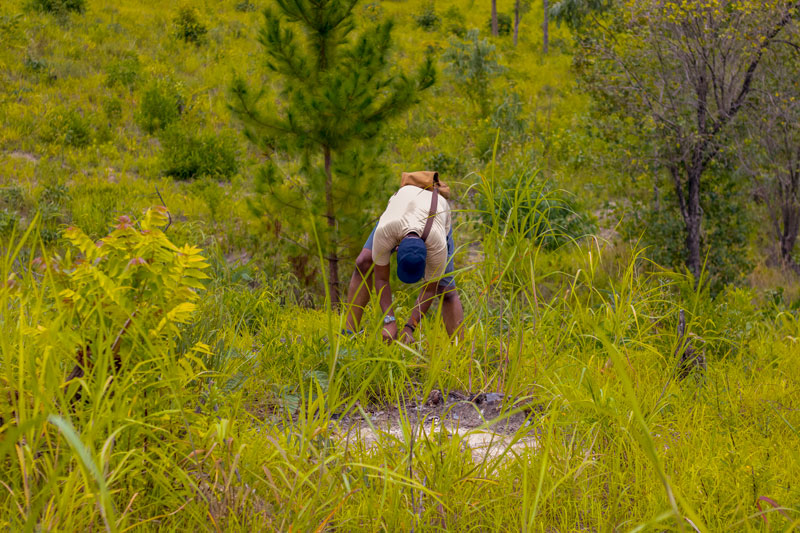 tree planting on dzalanyama forest